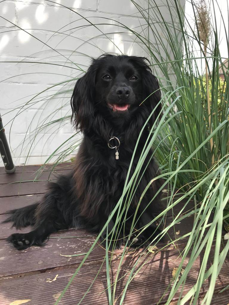 Mika