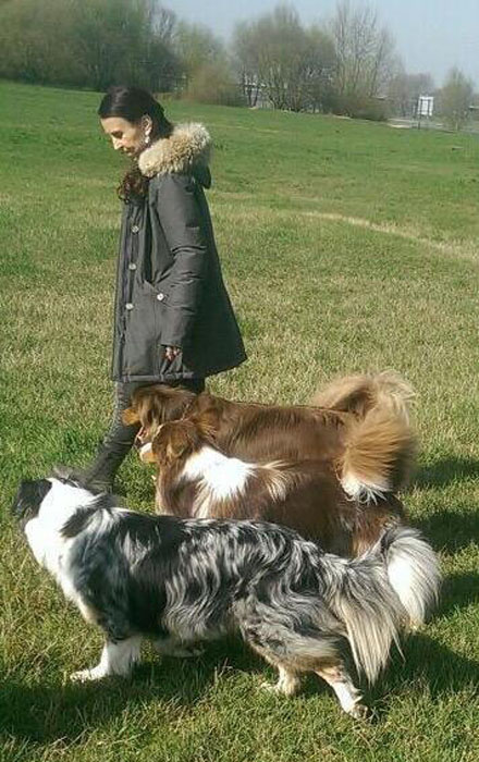 Biene mit Hunde